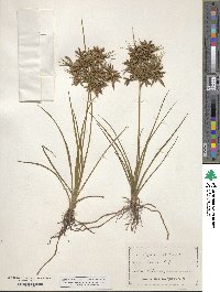 Cyperus dentatus image