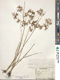 Cyperus dentatus image