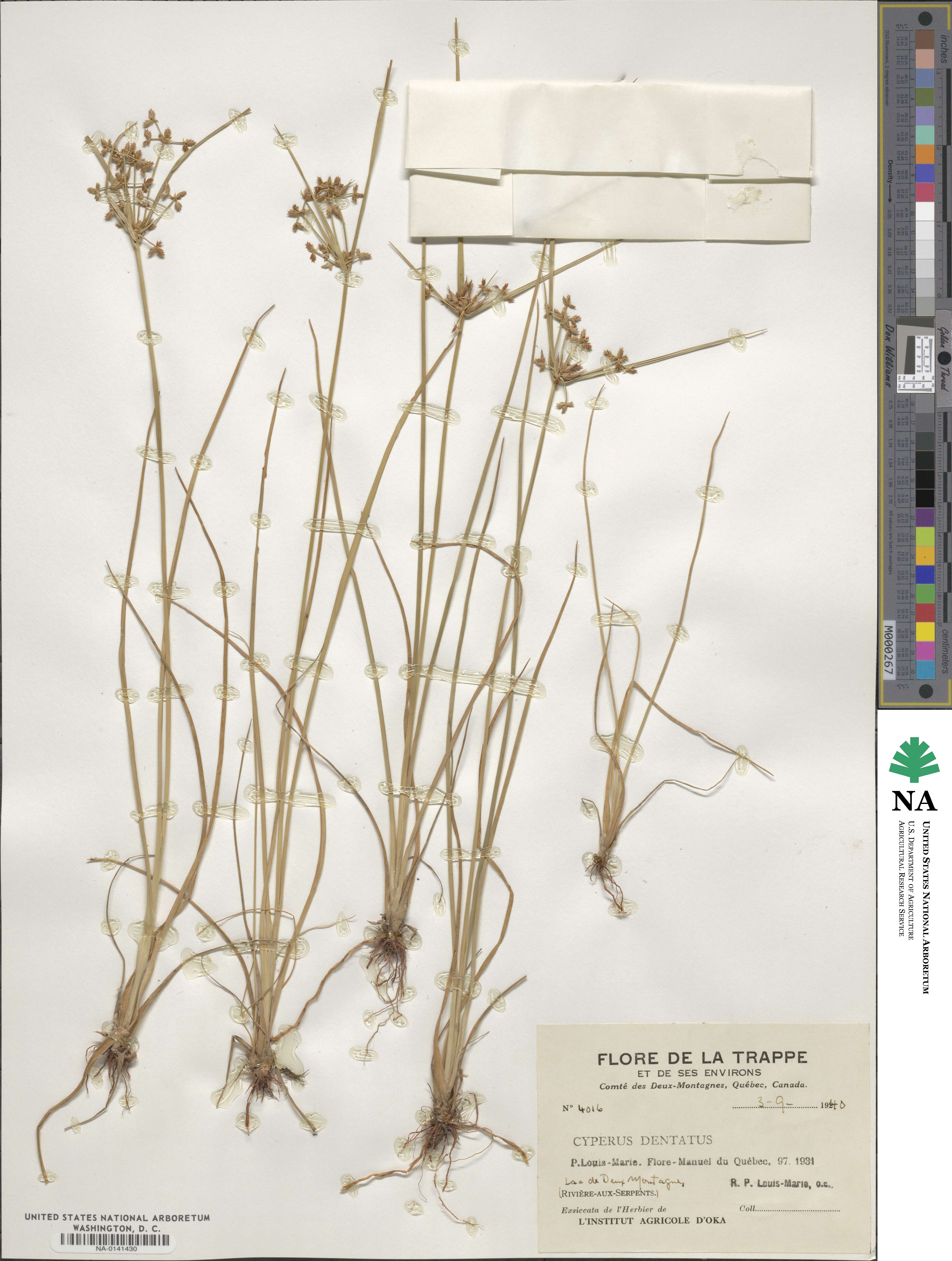Cyperus dentatus image