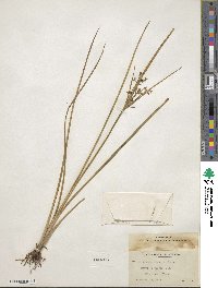 Cyperus dentatus image