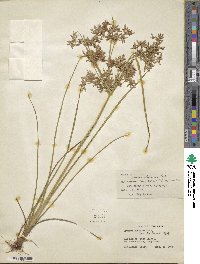 Cyperus dentatus image