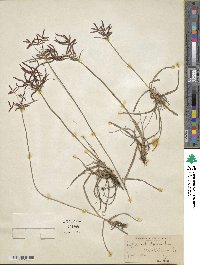 Cyperus dentatus image