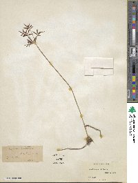 Cyperus dentatus image