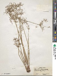 Cyperus dentatus image
