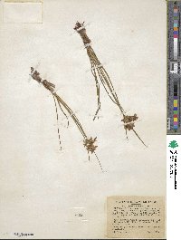 Cyperus dentatus image