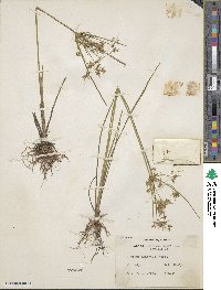 Cyperus dentatus image