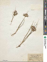 Cyperus dentatus image