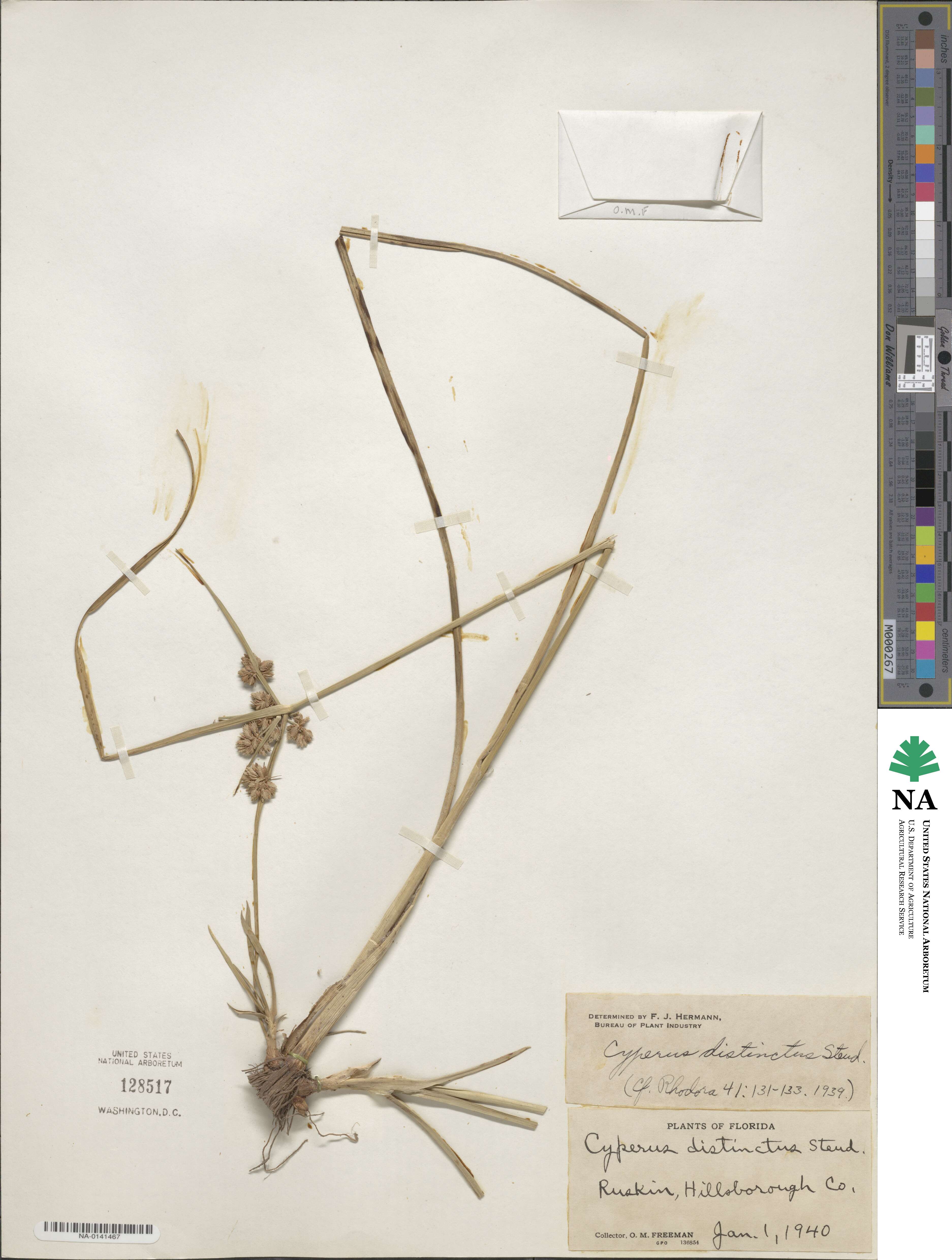 Cyperus distinctus image