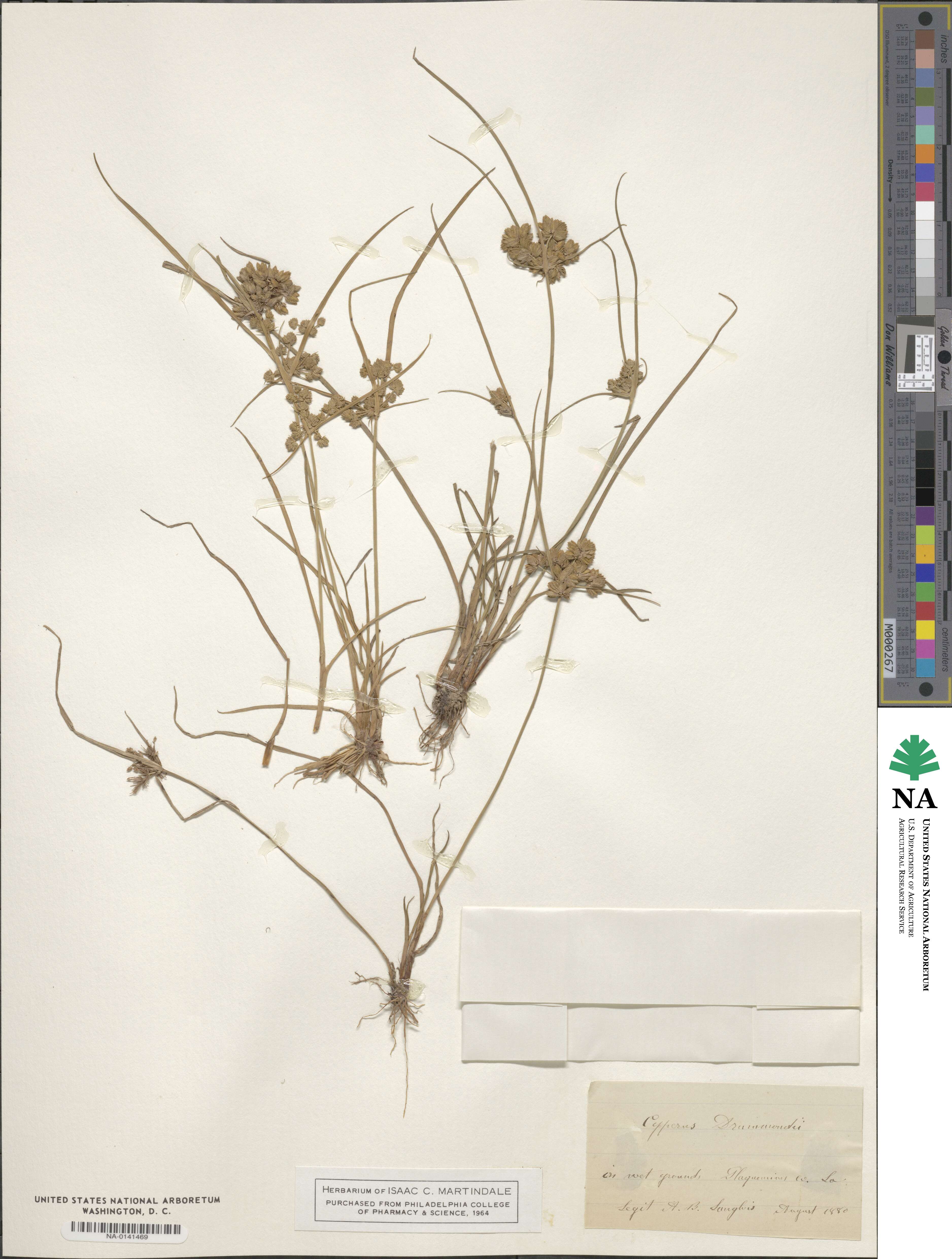 Cyperus drummondii image