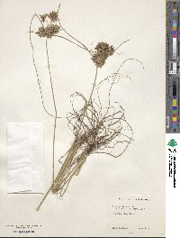 Cyperus elegans image