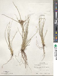 Cyperus elegans image