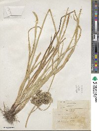 Cyperus eragrostis image