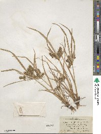 Cyperus erythrorhizos image