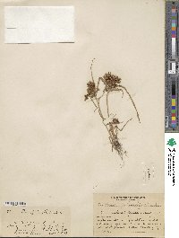 Cyperus erythrorhizos image