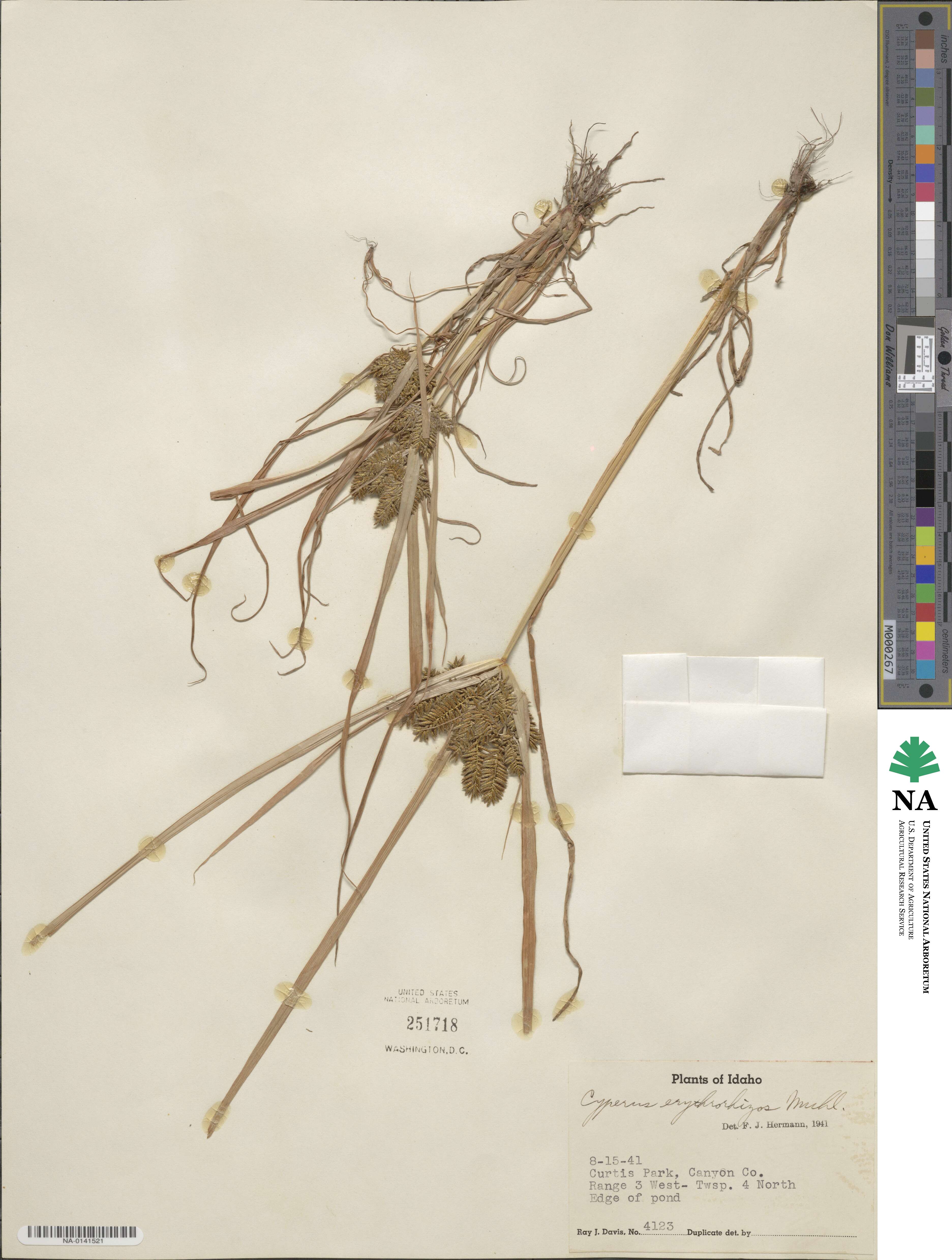 Cyperus erythrorhizos image