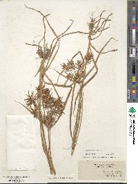 Cyperus esculentus image