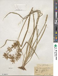 Cyperus esculentus image