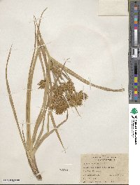 Cyperus esculentus image