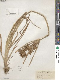 Cyperus esculentus image