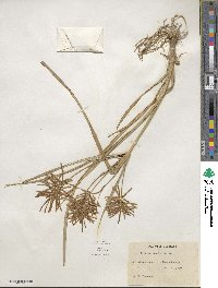 Cyperus esculentus image