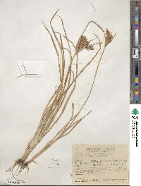 Cyperus esculentus image