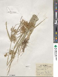 Cyperus esculentus image