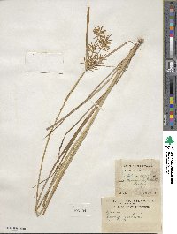 Cyperus esculentus image