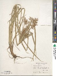 Cyperus esculentus image