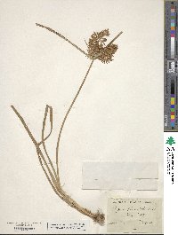 Cyperus esculentus image