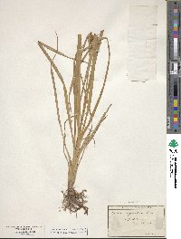 Cyperus esculentus image