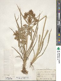 Cyperus esculentus image