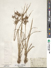 Cyperus esculentus image