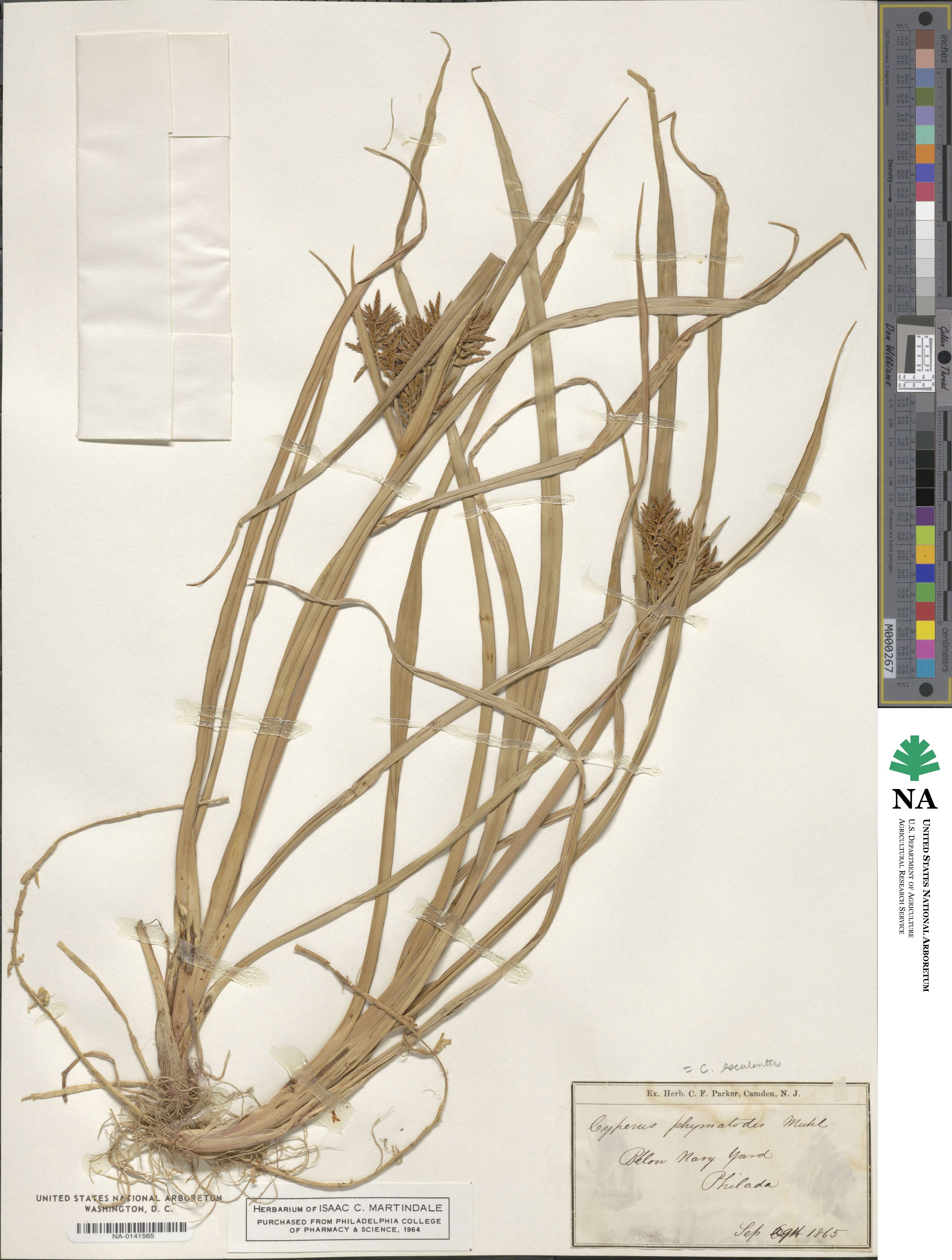Cyperus esculentus image