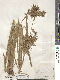 Cyperus esculentus image