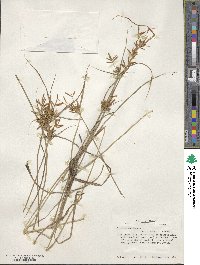 Cyperus esculentus image