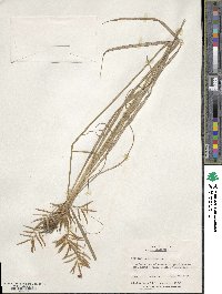 Cyperus esculentus image