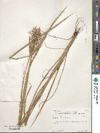 Cyperus esculentus image