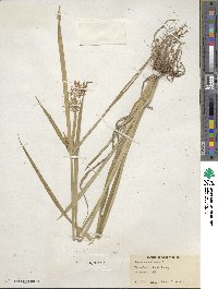 Cyperus esculentus image