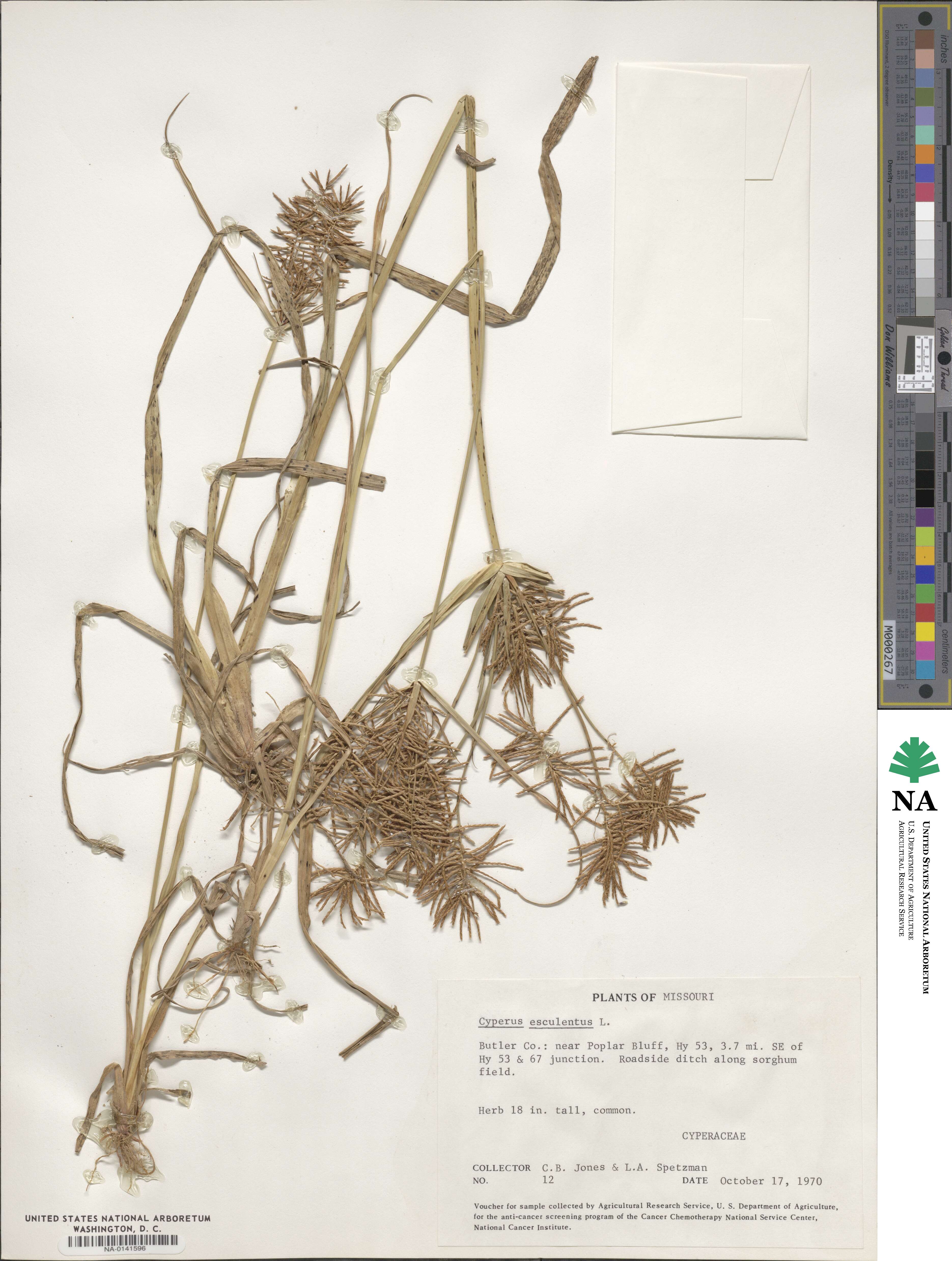 Cyperus esculentus image