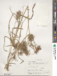 Cyperus esculentus image