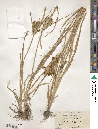 Cyperus esculentus image