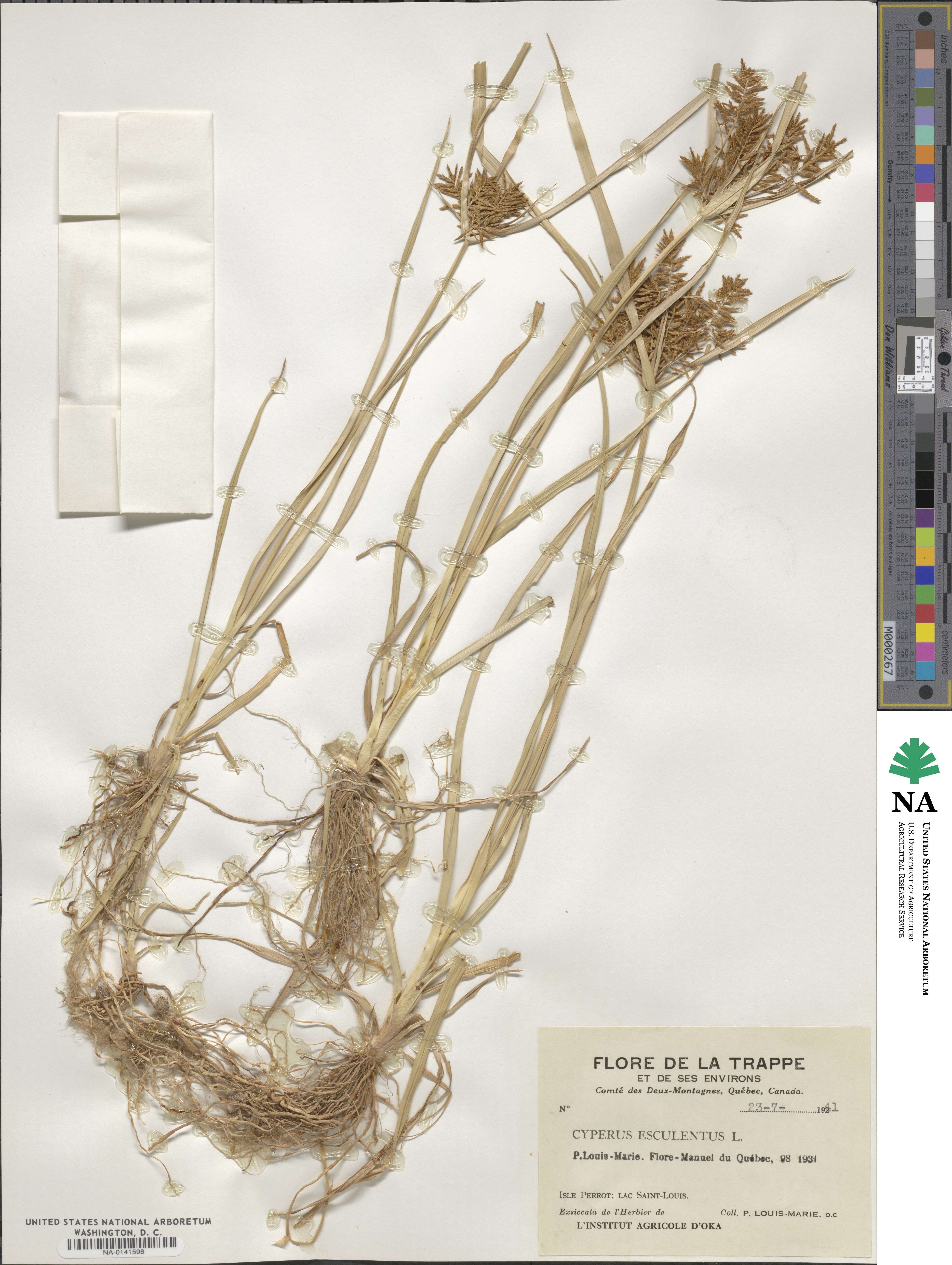 Cyperus esculentus image