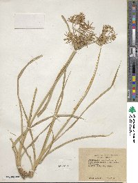 Cyperus esculentus image