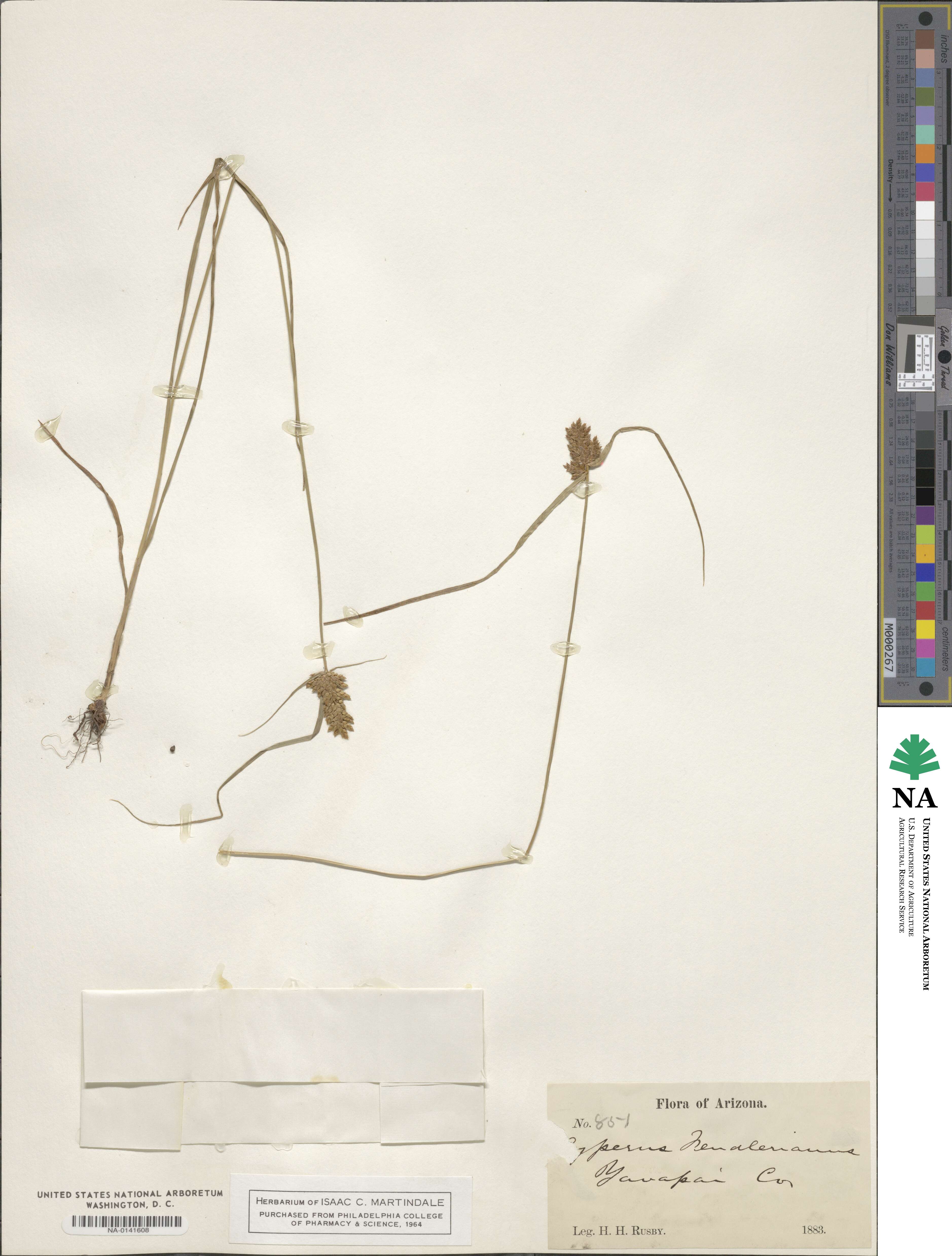 Cyperus fendlerianus image