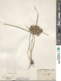 Cyperus odoratus image