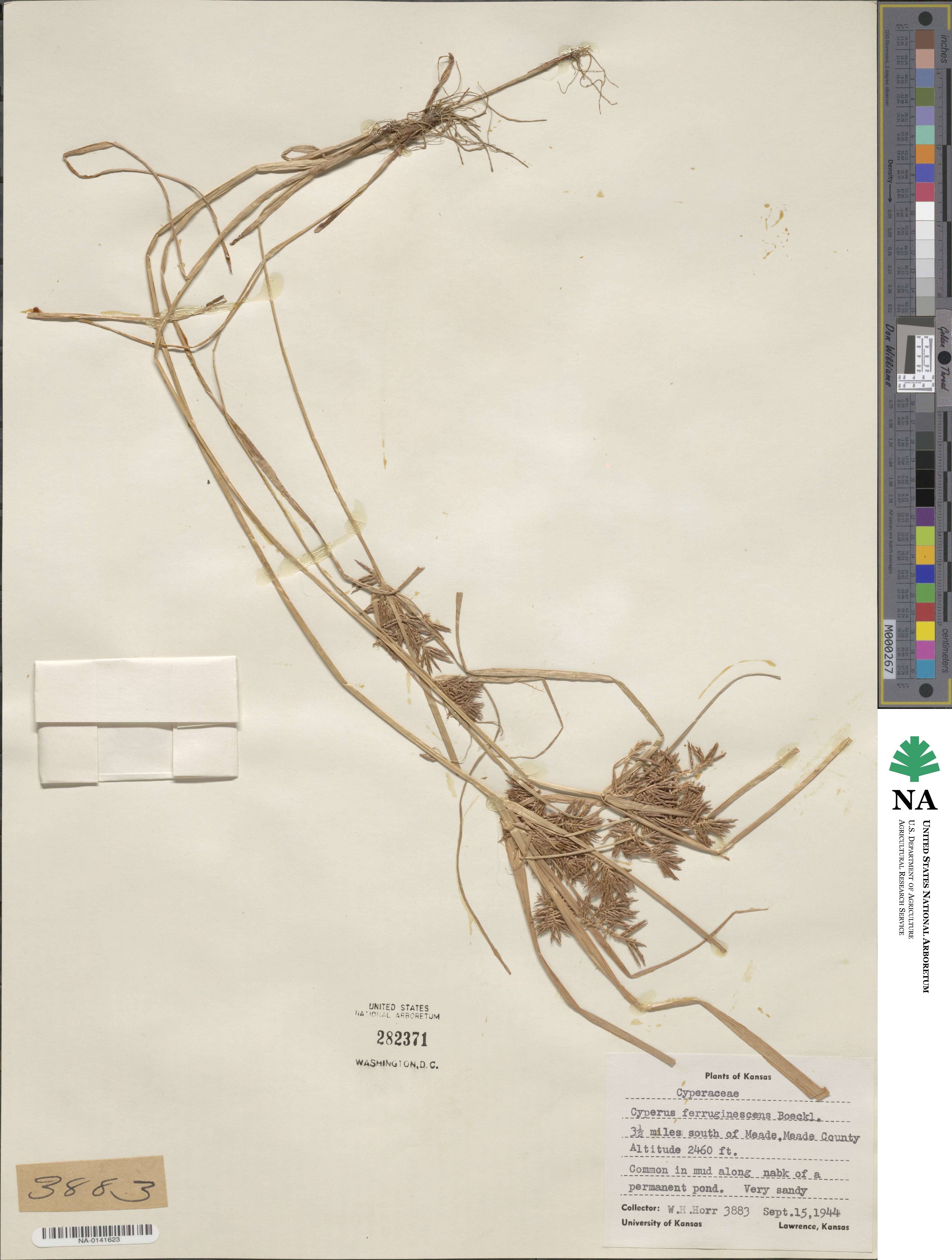 Cyperus odoratus subsp. odoratus image