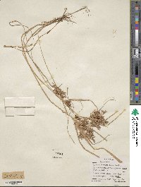 Cyperus odoratus image