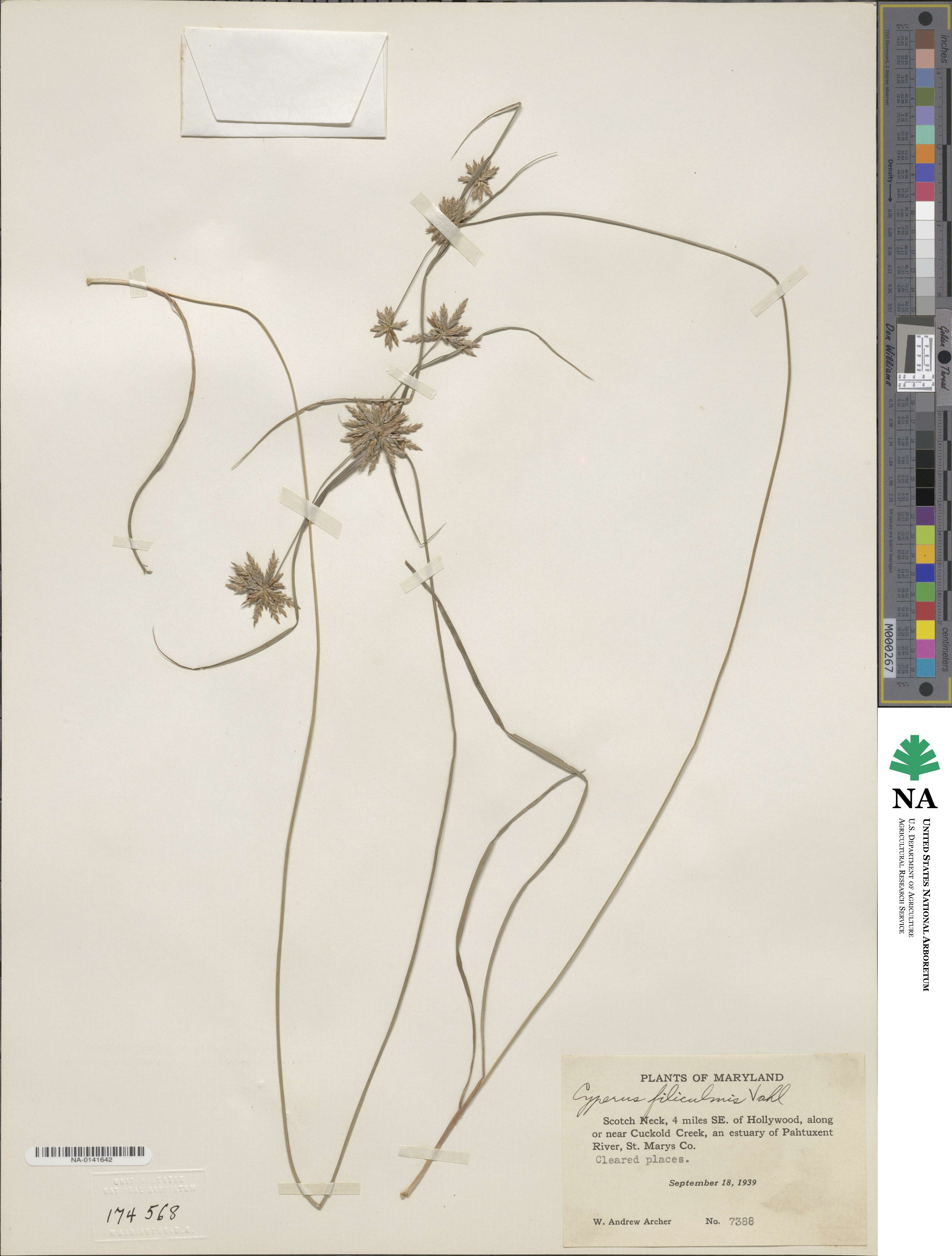 Cyperus filicinus image