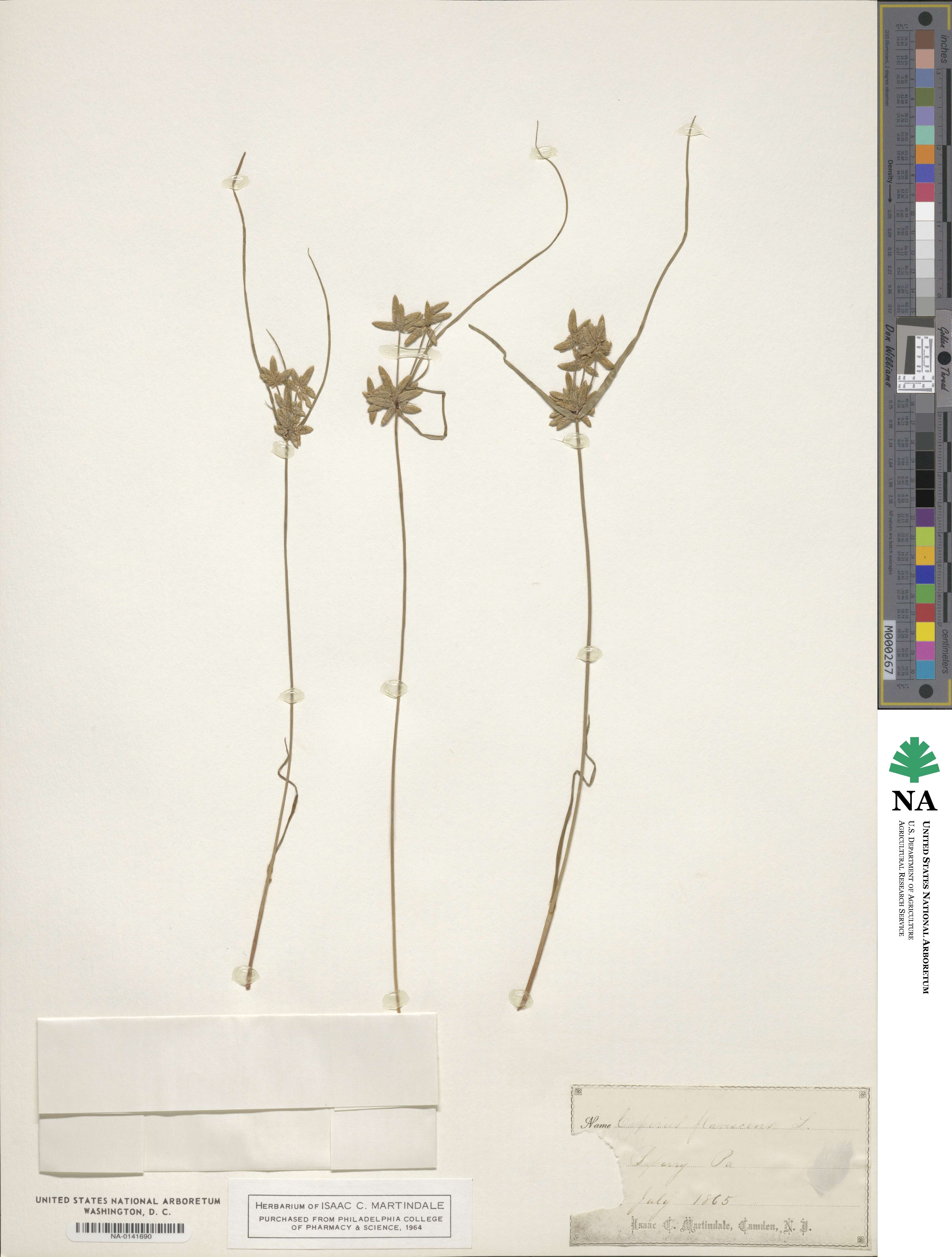 Cyperus flavescens image