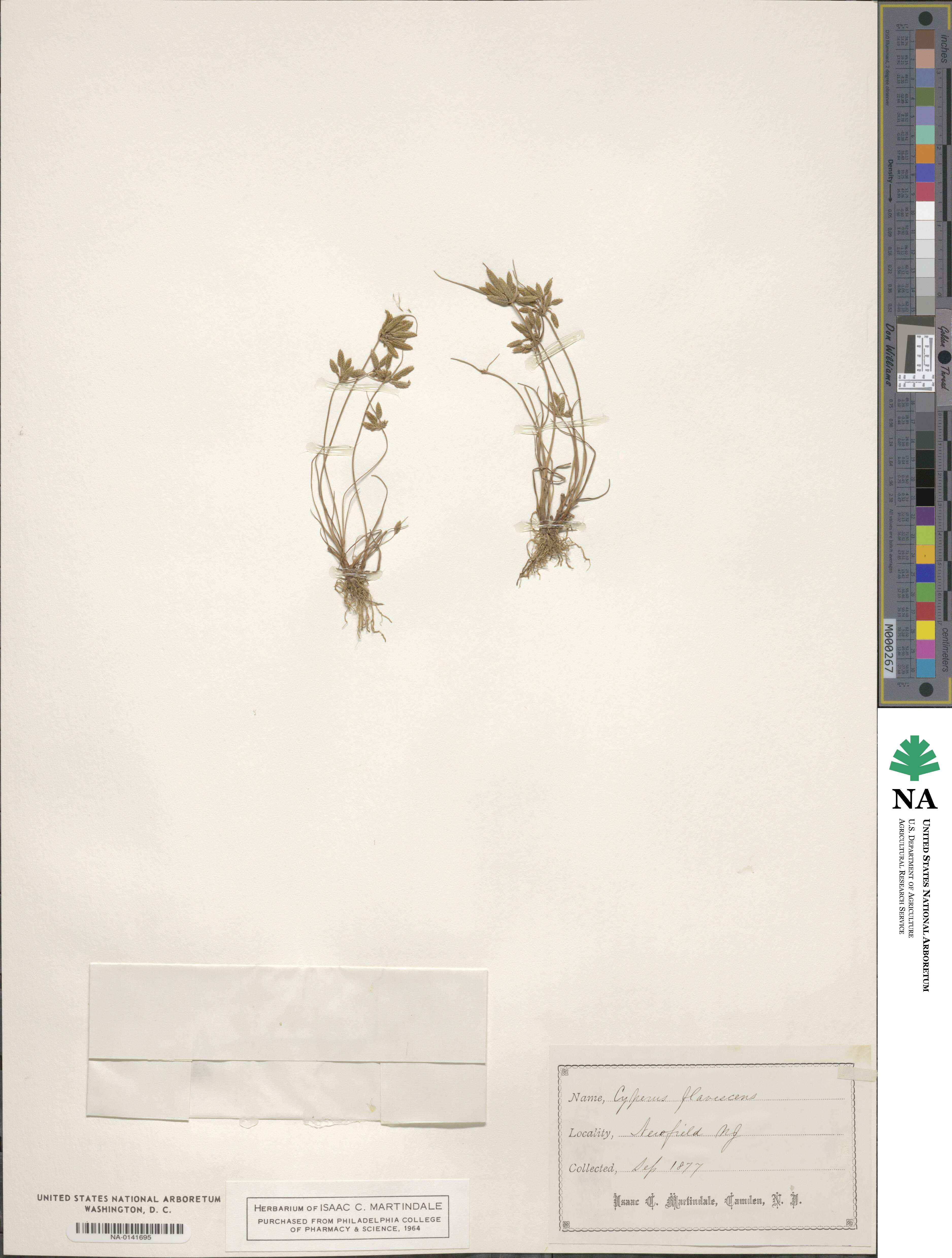 Cyperus flavescens image